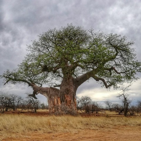 Ekologiškas baobabų aliejus, Alteya Organic, 50ml