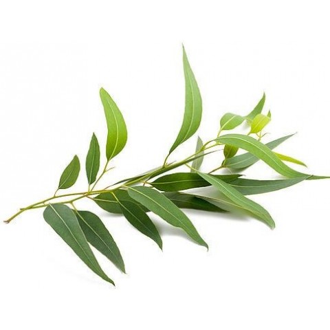 Эфирное масло чайного дерева, Саттва Аюрведа, 10мл