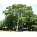 Пищевая добавка Arjuna, Planet Ayurveda, 60 капсул