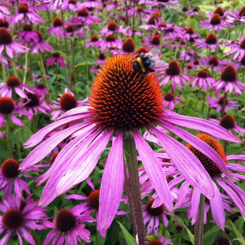 Maisto papildas Skėstašakis kamras Indian Echinacea, Planet Ayurveda, 60 kapsulių