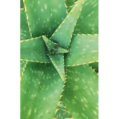 Apsaugantis plaukų tonikas WONDER, Khadi Naturprodukte, 100 ml
