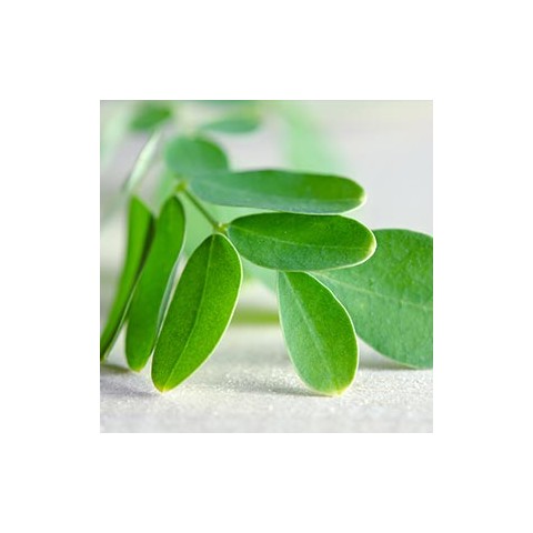 Balansuojantis plaukų kondicionierius riebesniems plaukams Moringa & Neem, Ayumi, 250 ml