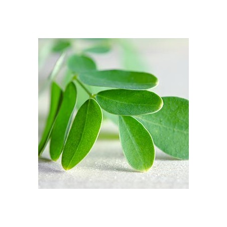 Balansuojantis plaukų kondicionierius riebesniems plaukams Moringa & Neem, Ayumi, 250 ml