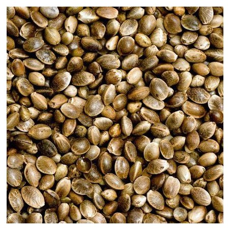 Ekologiškas kanapių sėklų aliejus, Alteya Organic, 50ml